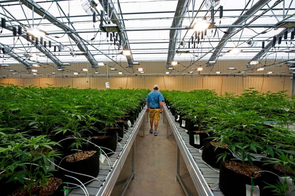 marijuana (cannabis) works in Perth in 2026